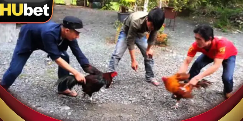 đăng ký hubet để trải nghiệm những trận đá gà cựa dao đặc sắc nào 
