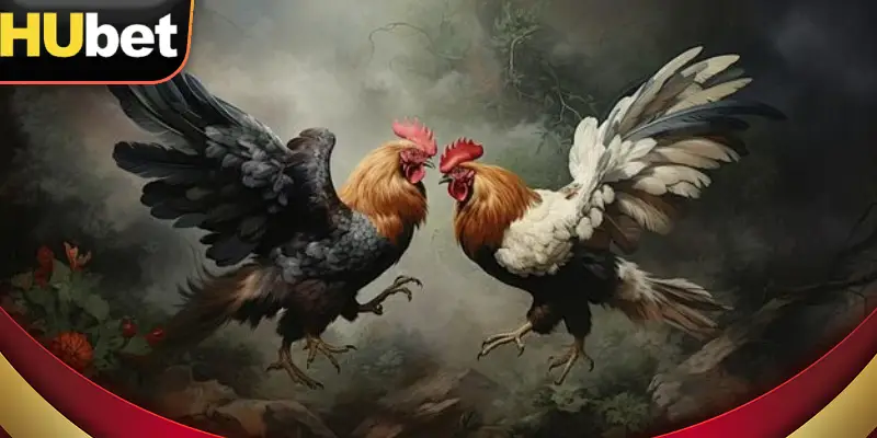 Trên Đá Gà Cựa Dao Hubet, người chơi có thể theo dõi kết quả trận đấu nhanh chóng và chính xác